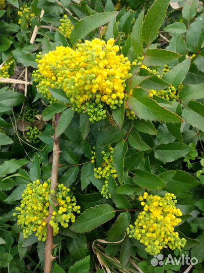 Магония падуболистная