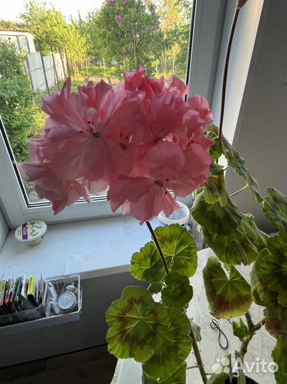 Пеларгония герань