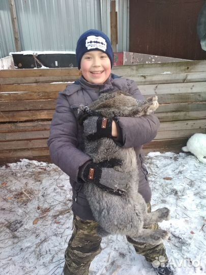 Кролики (помесь)