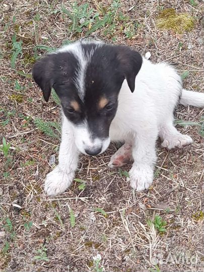 Собаки бесплатно в добрые руки щенки