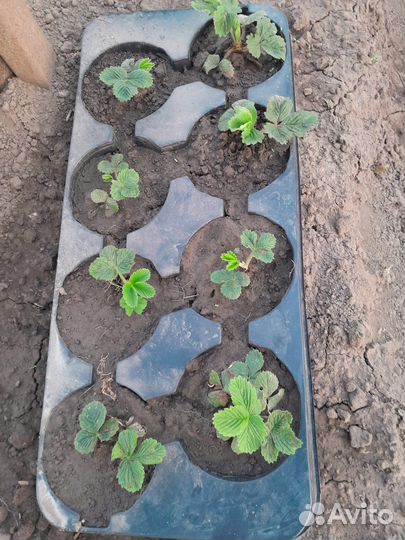 Рассада клубники