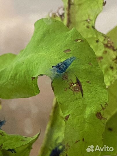 Аквариум с креветками