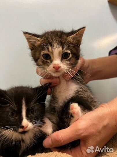 Котятки в Добрые Руки