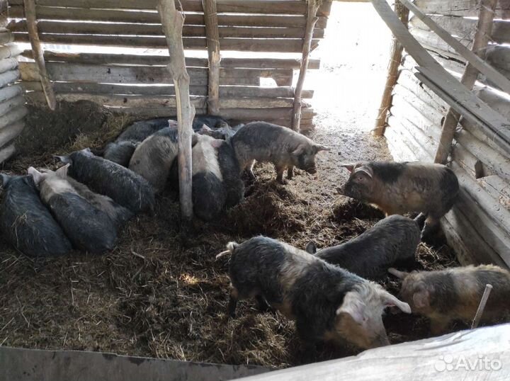 Поросята