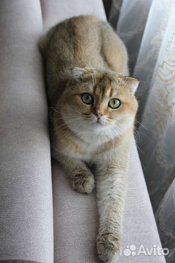 Шотландский кот вязка