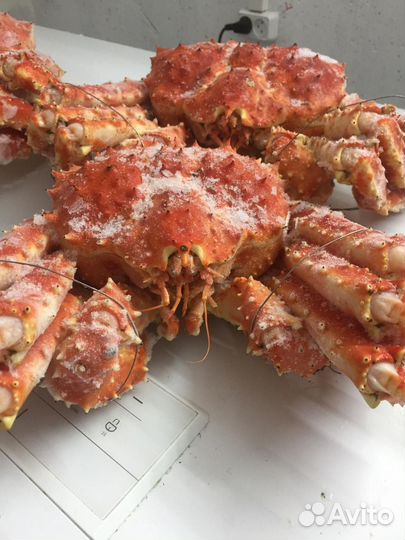 Краб камчатский весь краб здесь