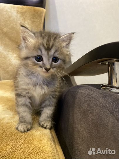 Котята