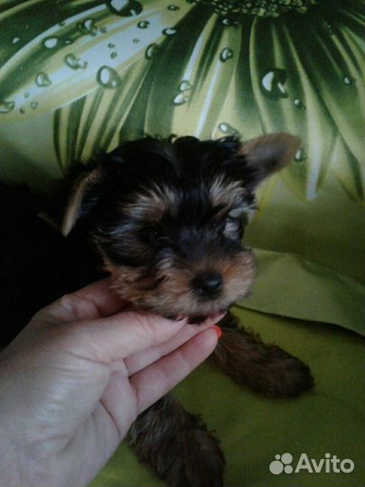 Йоркширский терьер