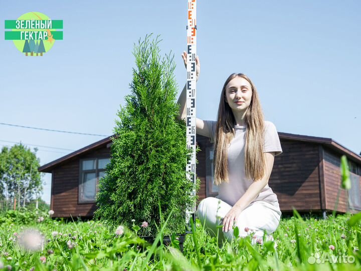 Туи смарагд 1 м свежая копка 2023