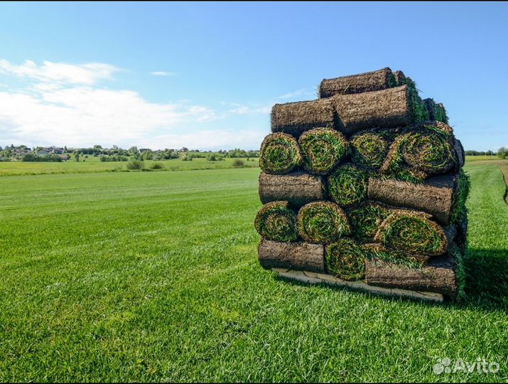 Рулонный газон от производителя спортивный