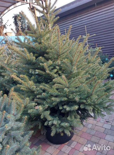 Голубая ель 1.2м