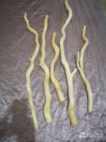 Ветки для топиарии. Корилус