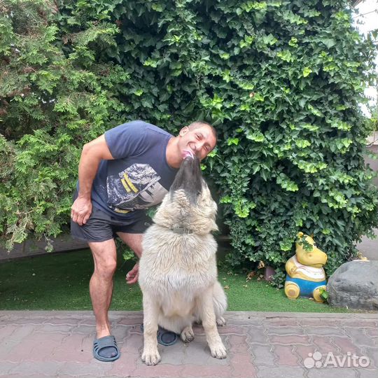 Дрессировка собак всех пород