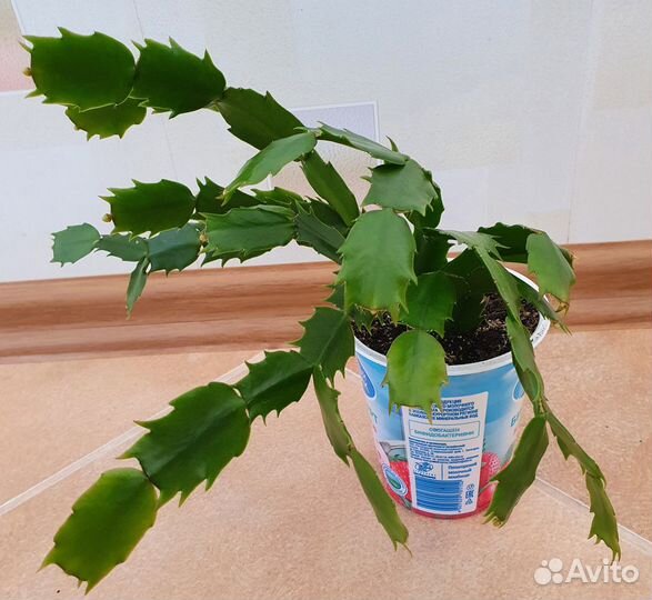 Декабристы