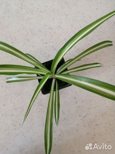 Хлорофитум, спатифилум, алоэ