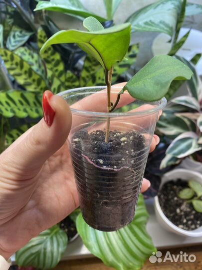 Фикус триангулярис 