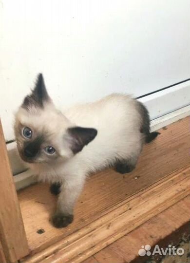 Котенок Соня ищет дом