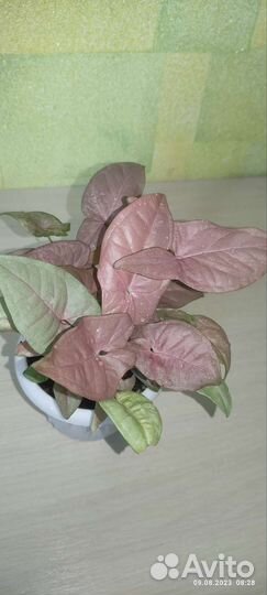 Аихризон, сингониум, сциндапсус марбл эпл панданус