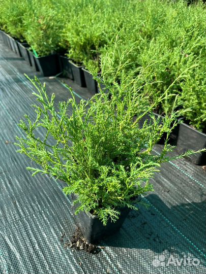 Туя западная Мистер Боулинг Бол