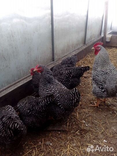 Мясо-яичные породы