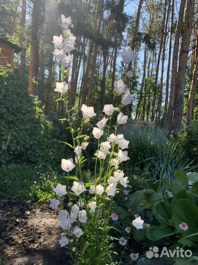 Хризантема, бузульник, Гейхера, колокольч