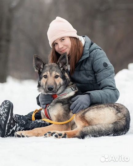 Собака в добрые руки