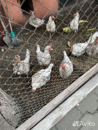 Куры несушки