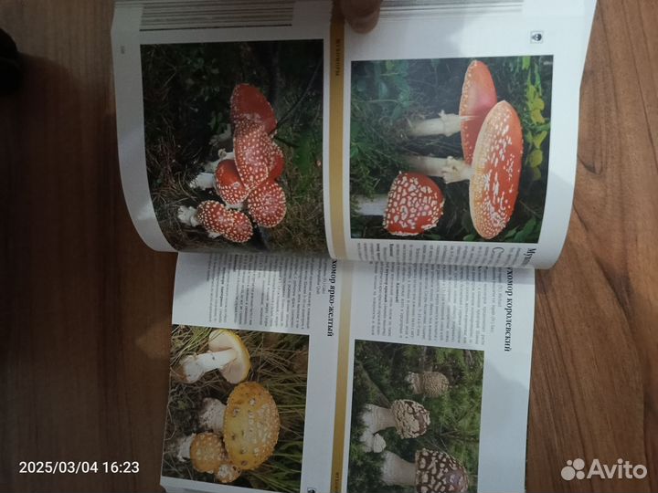 Книга Грибы большая энциклопедия