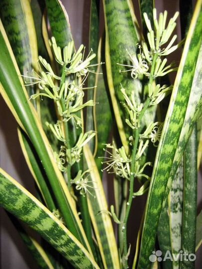 Сансевиерия классика и высокая, ханна, цветы