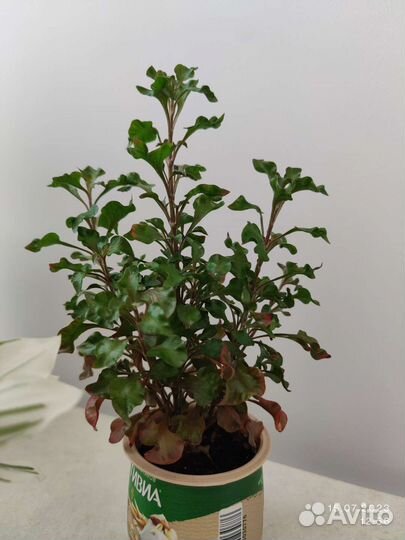 Альтернатера