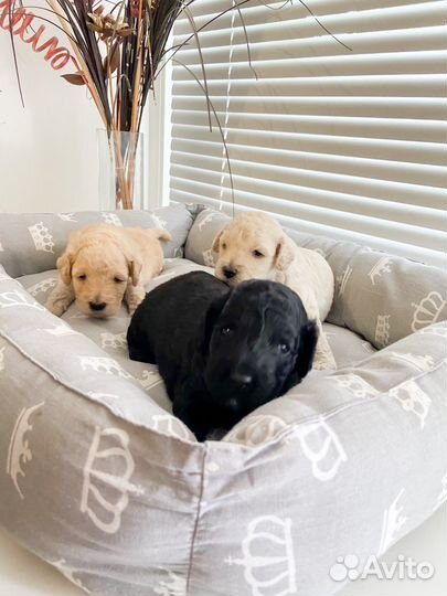 Щенки карликового пуделя