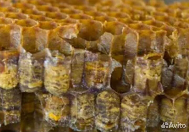 Перга пчелиная