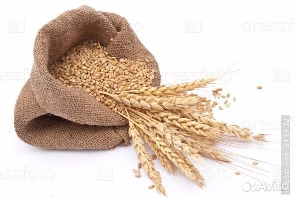 Пшеница, ячмень, овес, кукуруза, горох в Незнамово