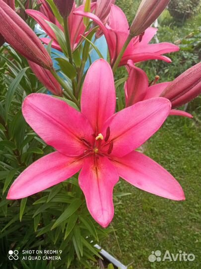 Лилии луковицы