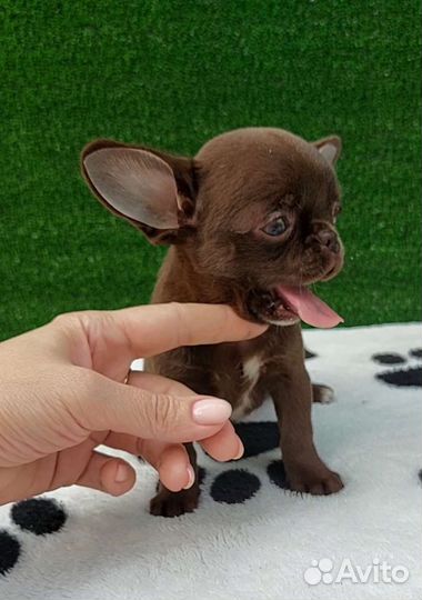 Чихуахуа кукольный мальчик шоколад