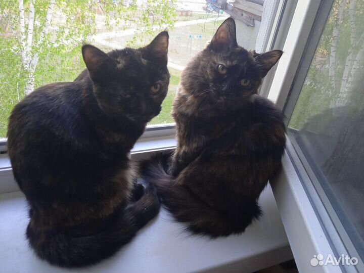 Отдам в добрые руки