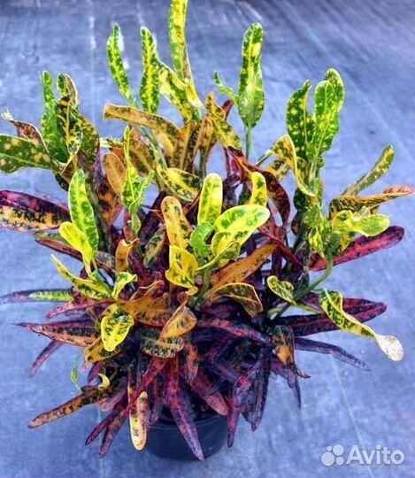 Кодиеум кротон