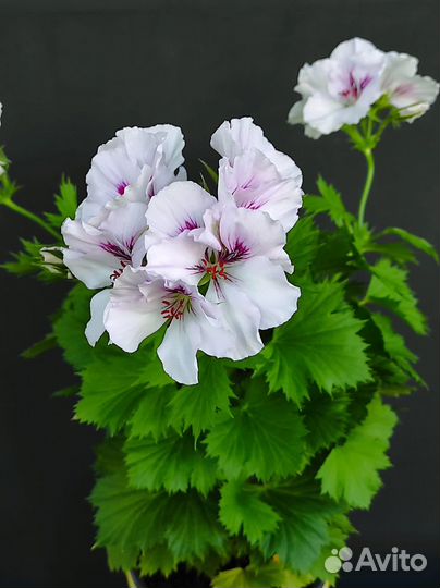 Герань королевская