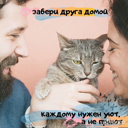 Котята в добрые руки