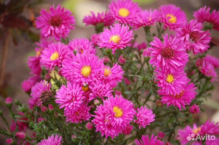 Высокие многолетники и много других растений