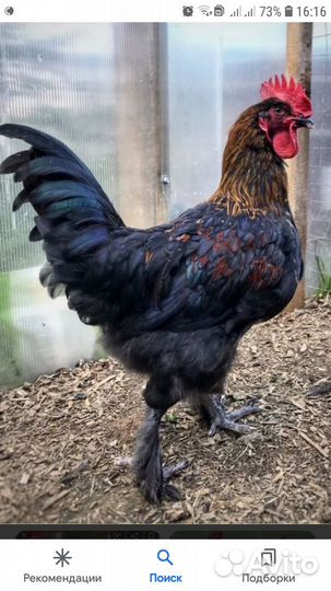 Петушки маран