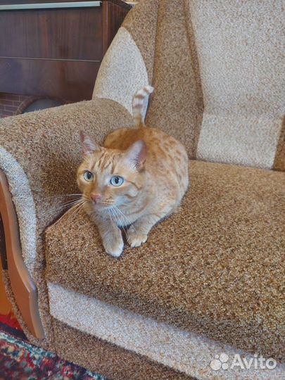 Кот в самом расцвете сил ищет дом