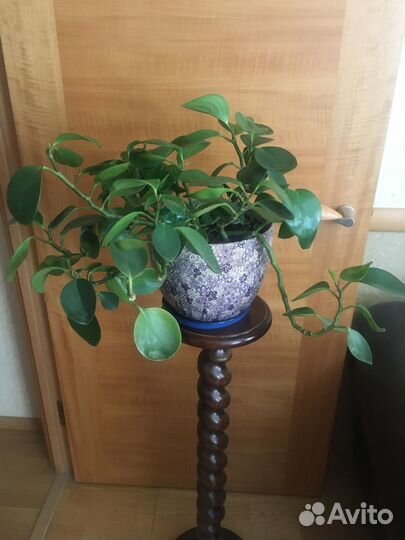 Комнатные цветы кротон, пеперомия