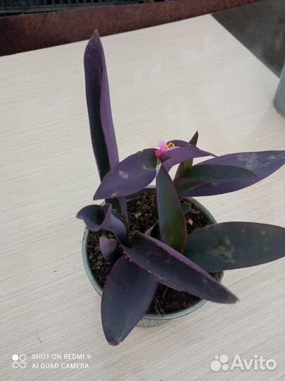 Традесканция