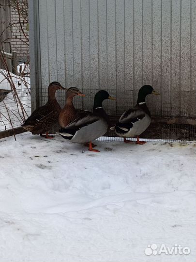 Утки подсадные для охоты