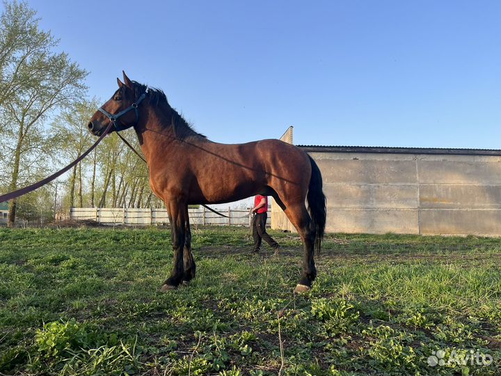 Жеребец тяжеловоз