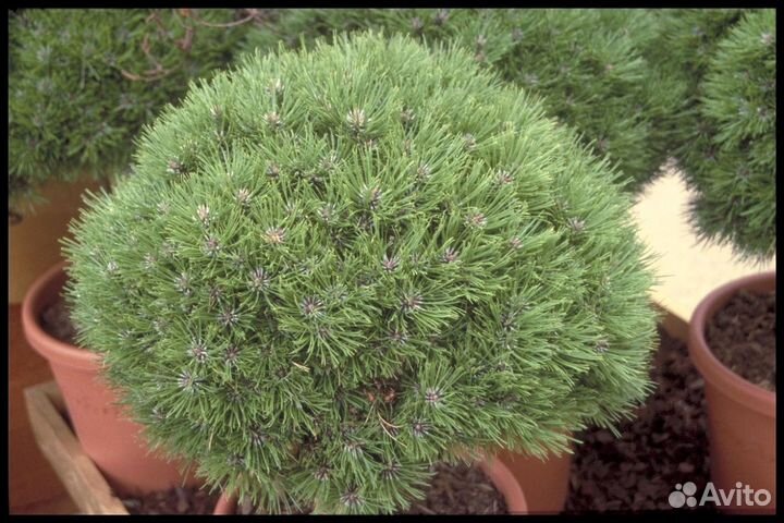 Сосна Бамбино