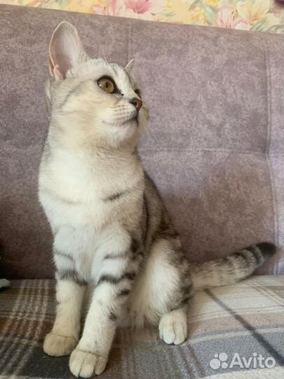 Британская кошка бесплатно