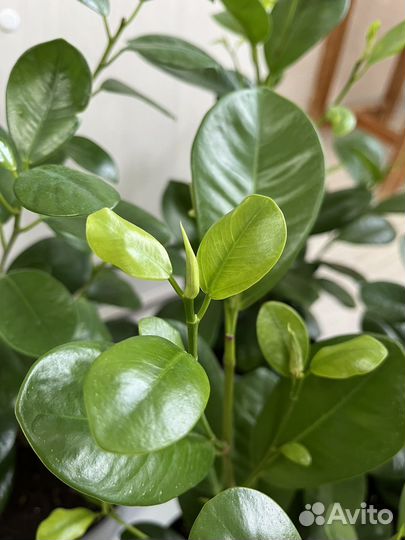 Фикус Маклеин