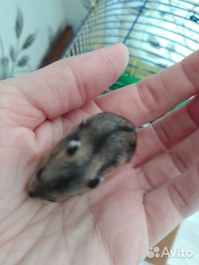 Джунгарский хомяк